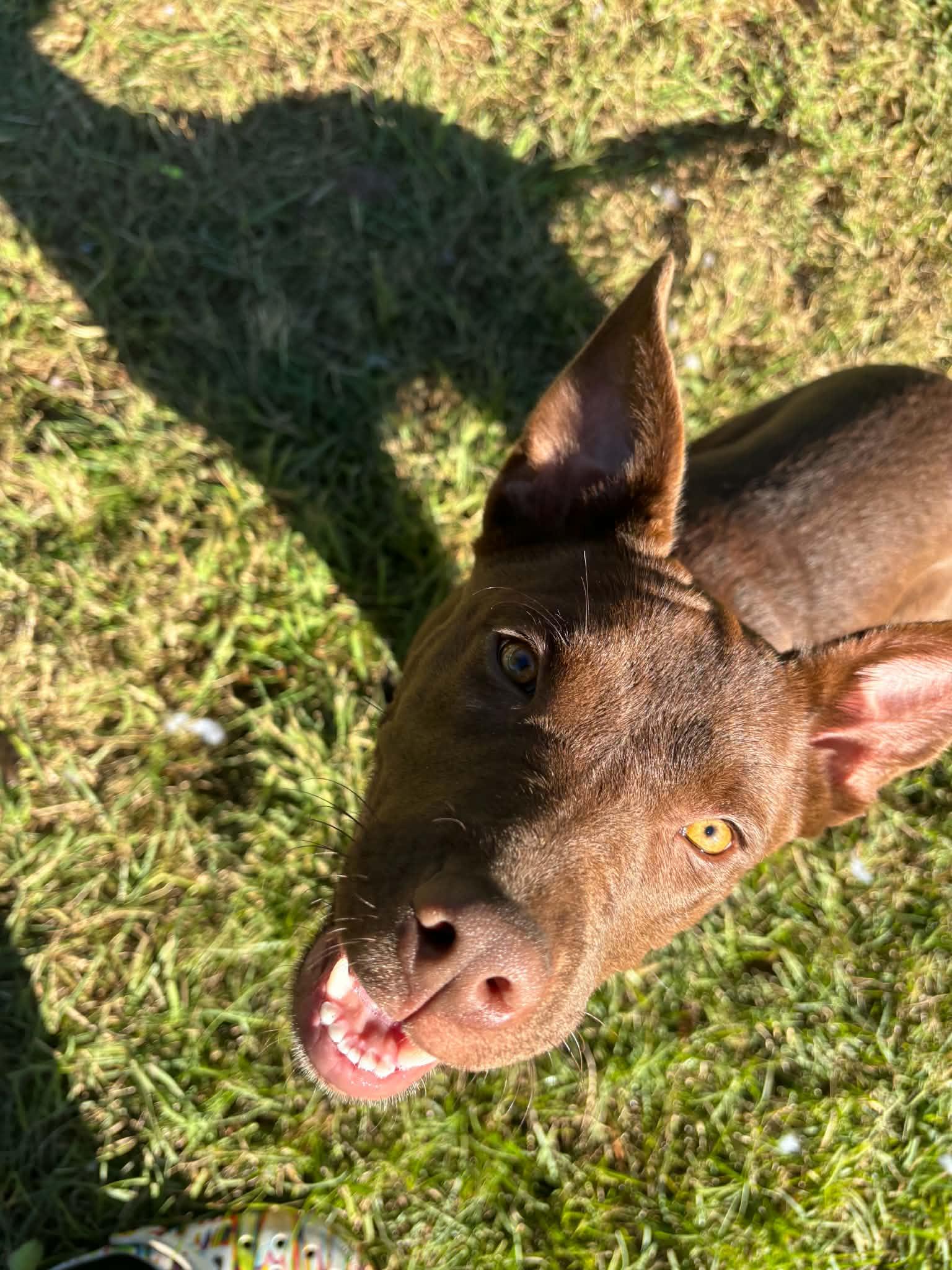 Willow, a Adoptable mixed breed in Toney, AL image 3/4