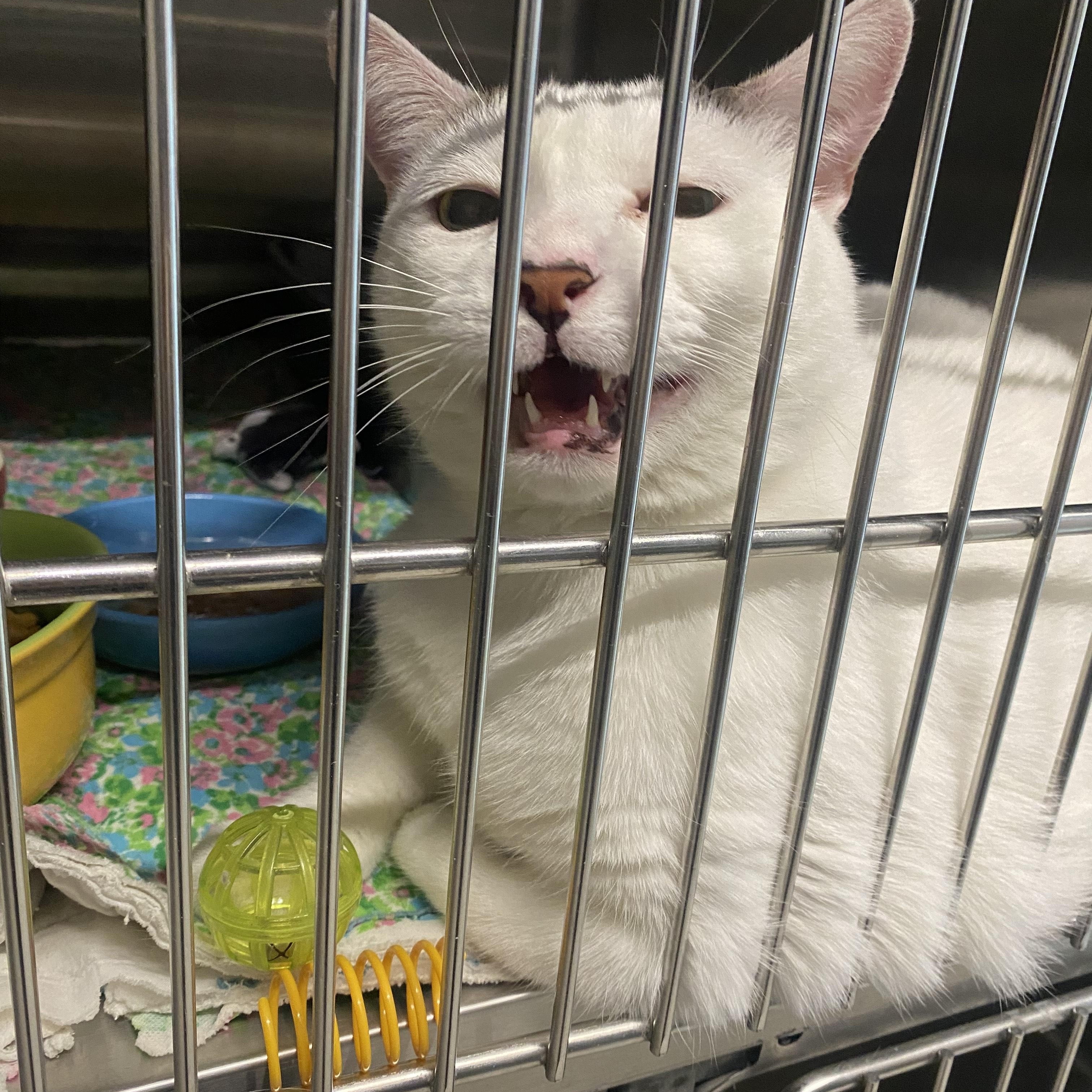 Zoey, ADOPTABLE, Adult Female Domestic Short Hair.