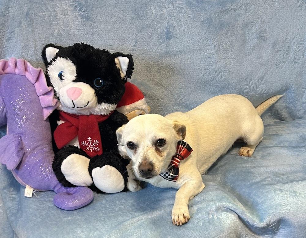 mork, Adoptable, Young Male Dachshund & Chihuahua.