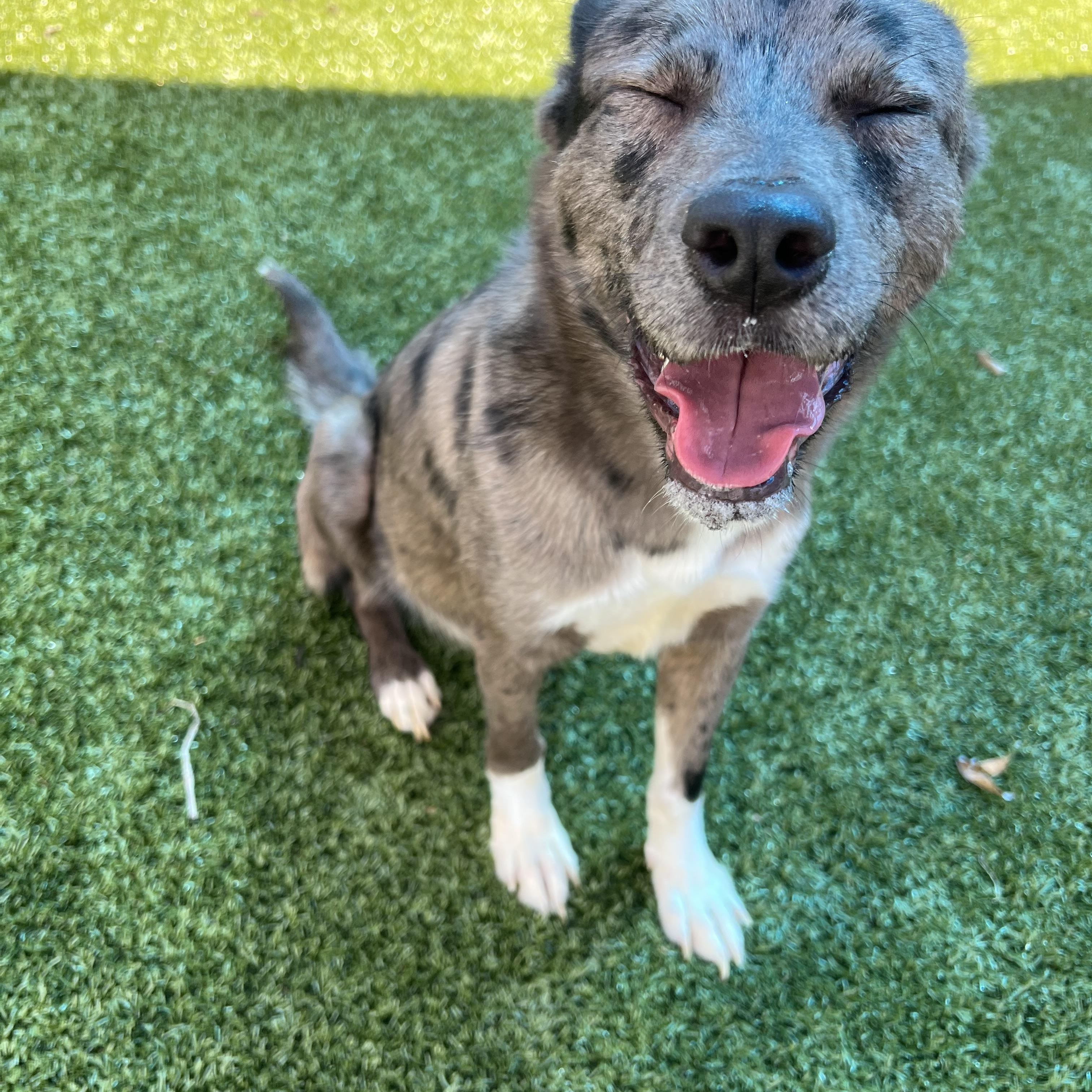 Millie, an adopted mixed breed in Warr Acres, OK image 1/4