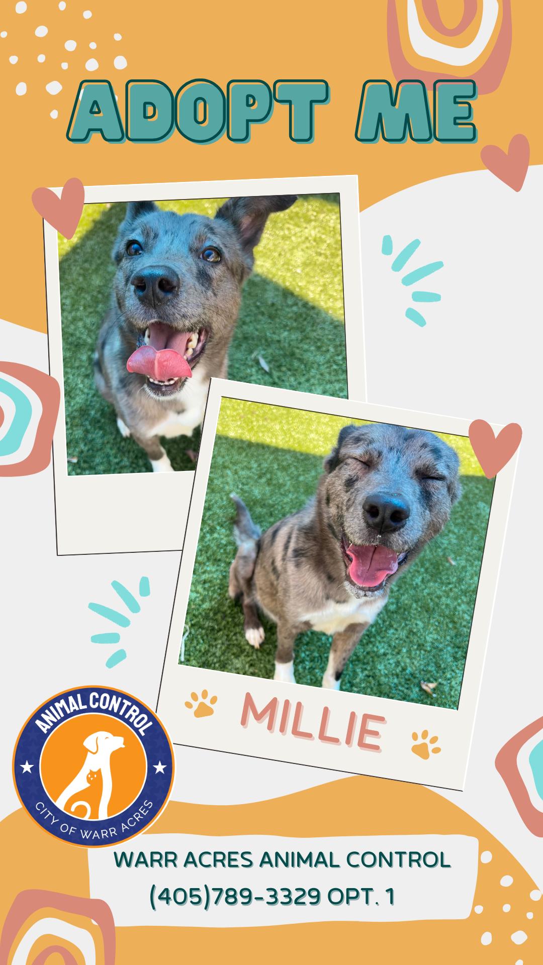 Millie, an adopted mixed breed in Warr Acres, OK image 4/4