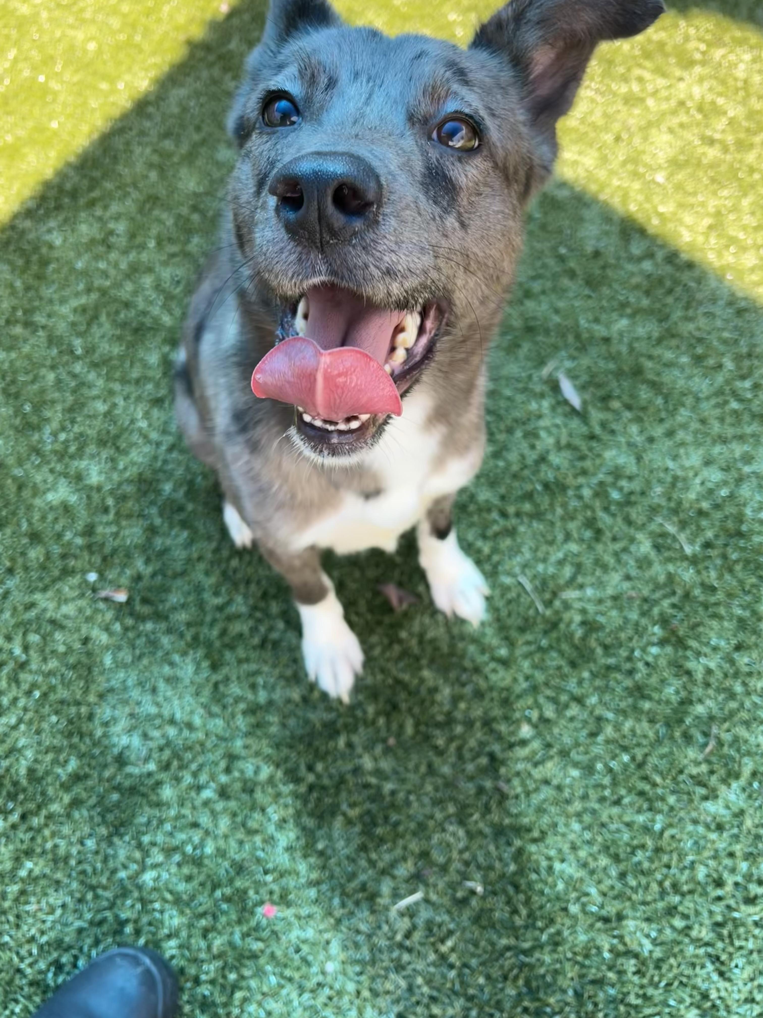 Millie, an adopted mixed breed in Warr Acres, OK image 2/4