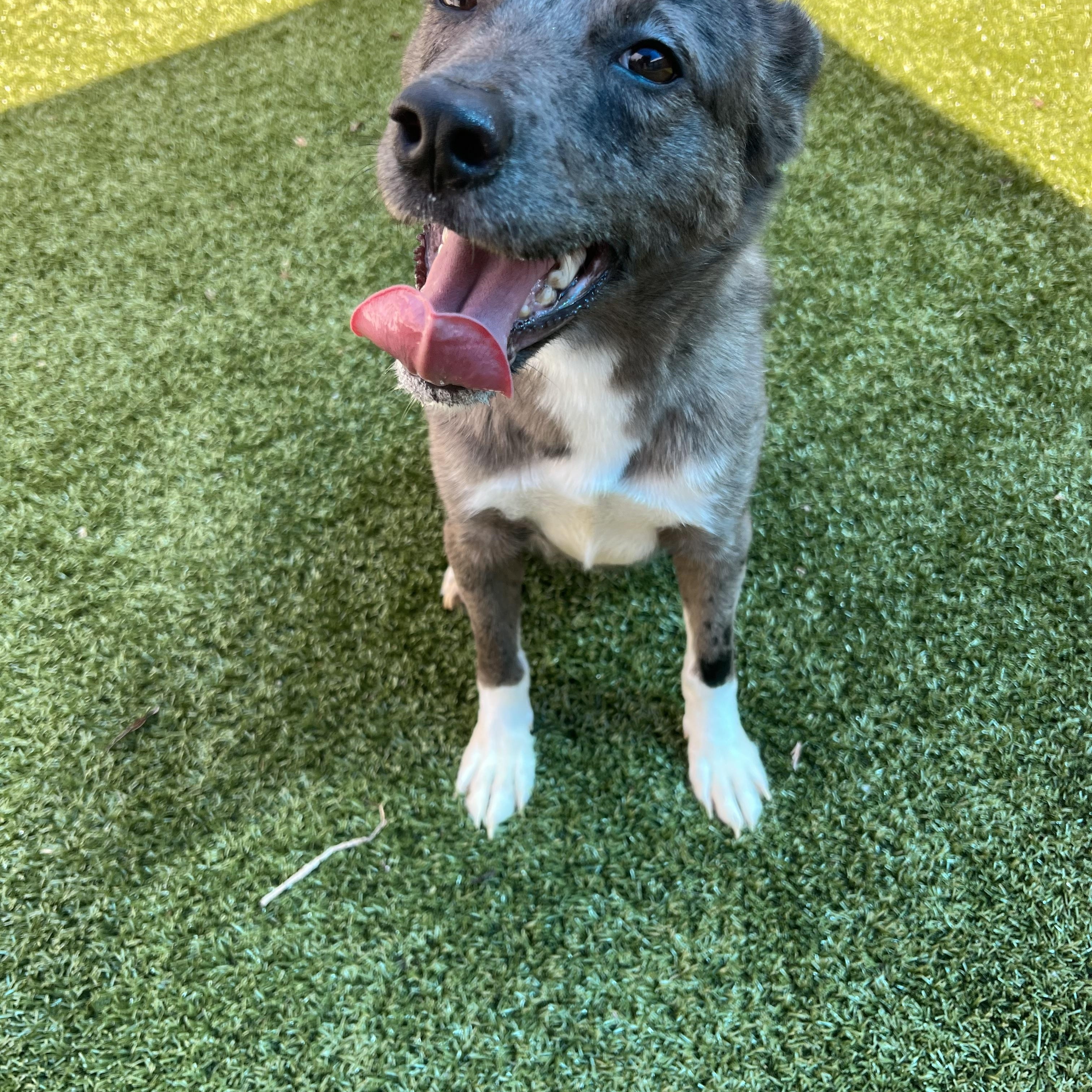Millie, an adopted mixed breed in Warr Acres, OK image 3/4