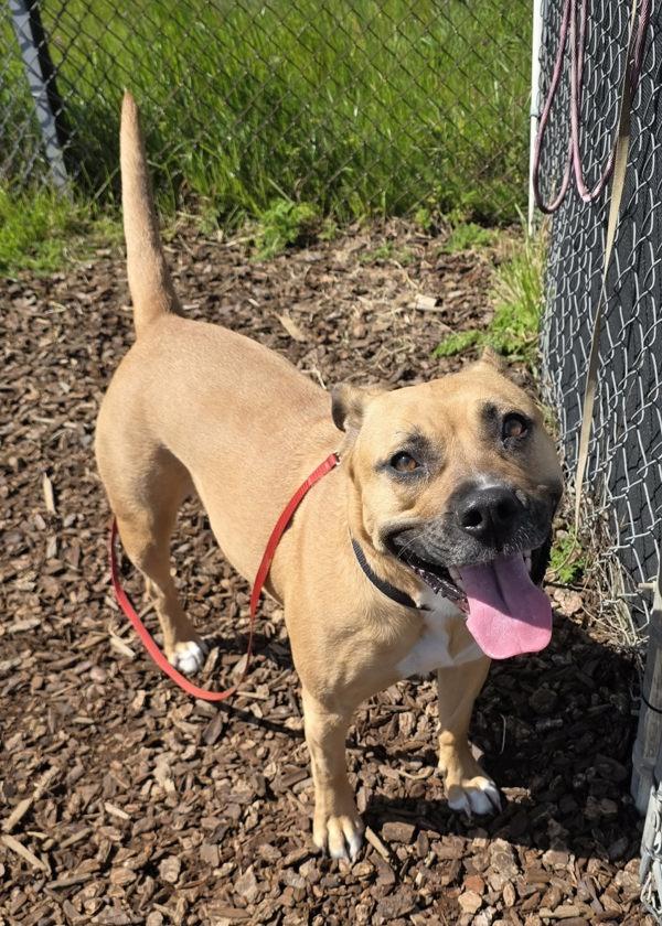 Apricot, Adoptable, Adult Female Boxer & Pit Bull Terrier.