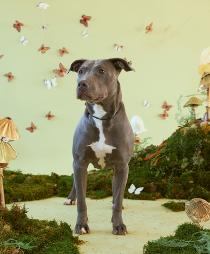 Rosy, Adult Female Pit Bull Terrier