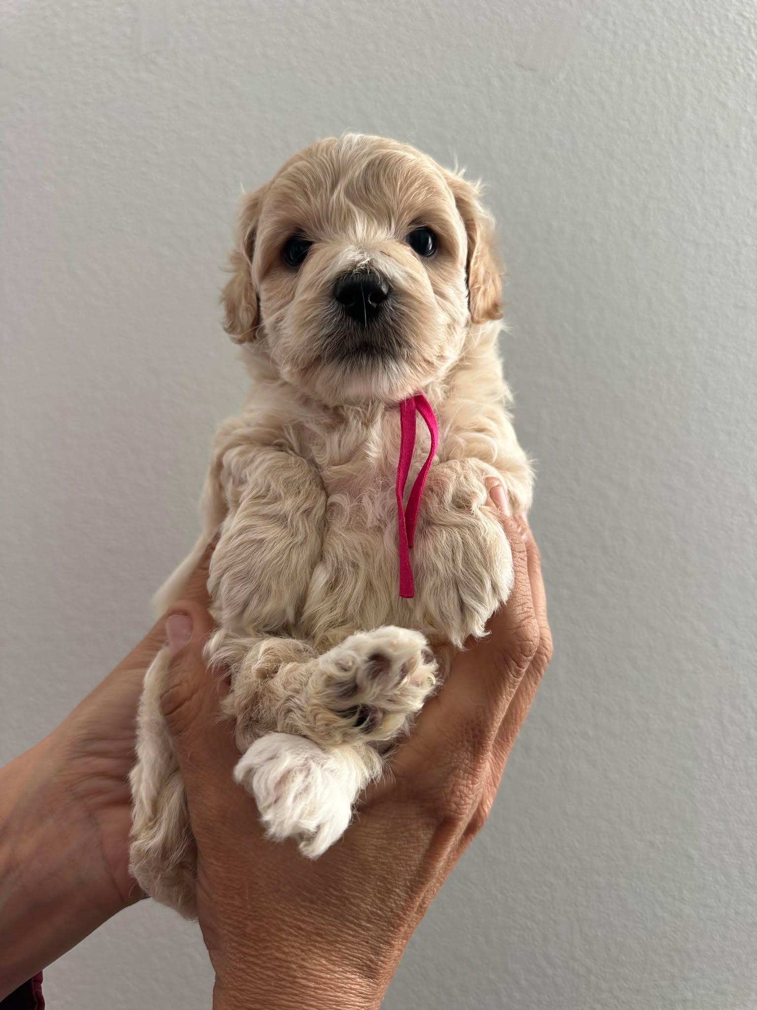 Willow, a Adopted Terrier in Corona, CA image 1/3