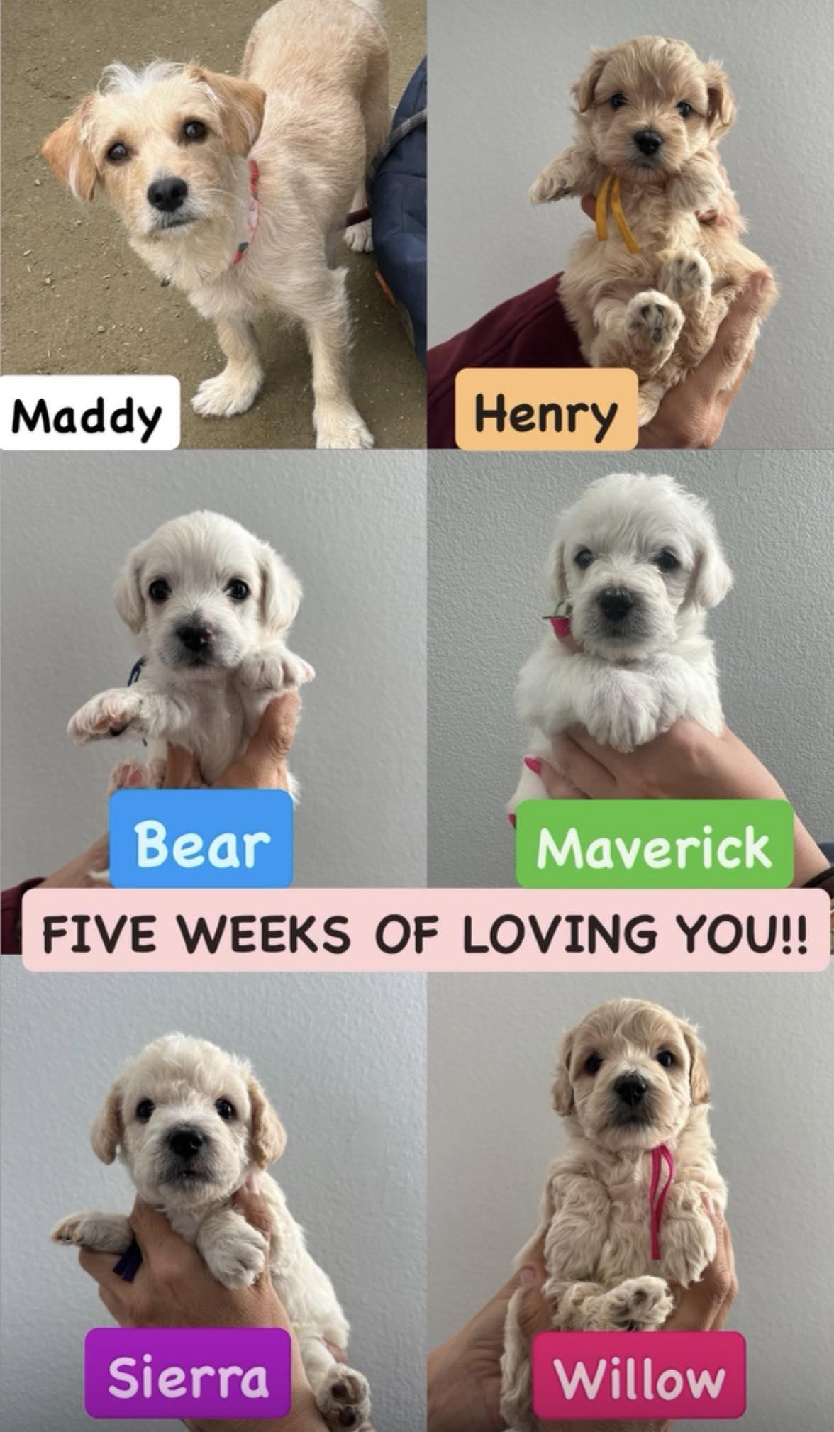 Willow, a Adopted Terrier in Corona, CA image 2/3