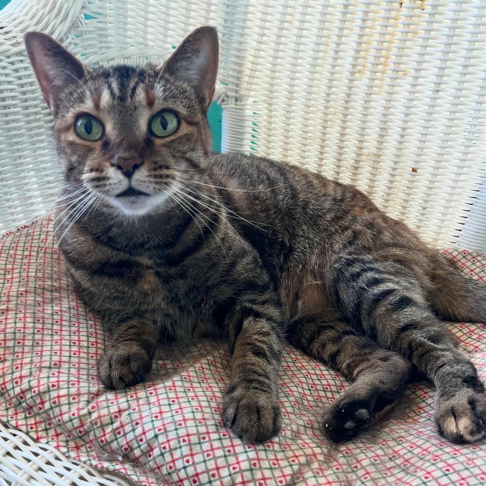 Enlarge HEMERA-read my bio - unique personality, a Adoptable Domestic Short Hair in Burlington, NC image 1/6