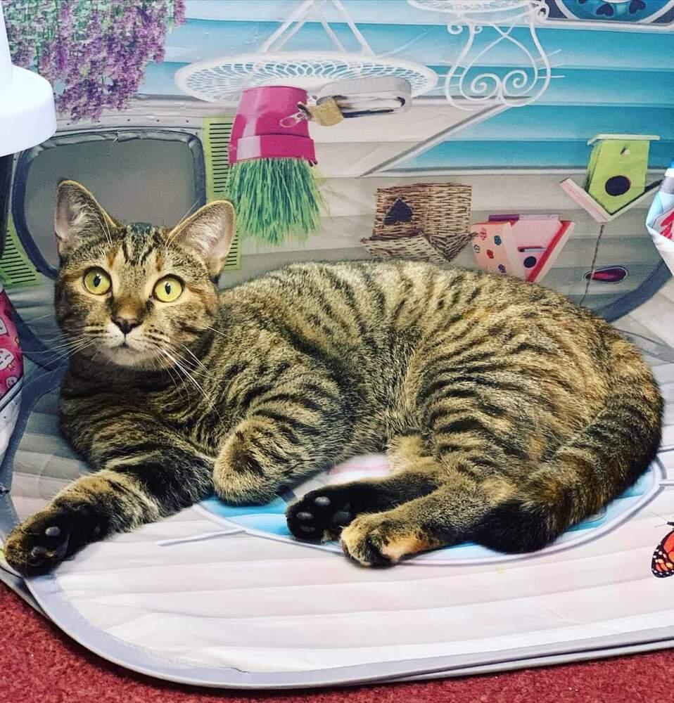 HEMERA-read my bio - unique personality, Adoptable, Young Female Domestic Short Hair.