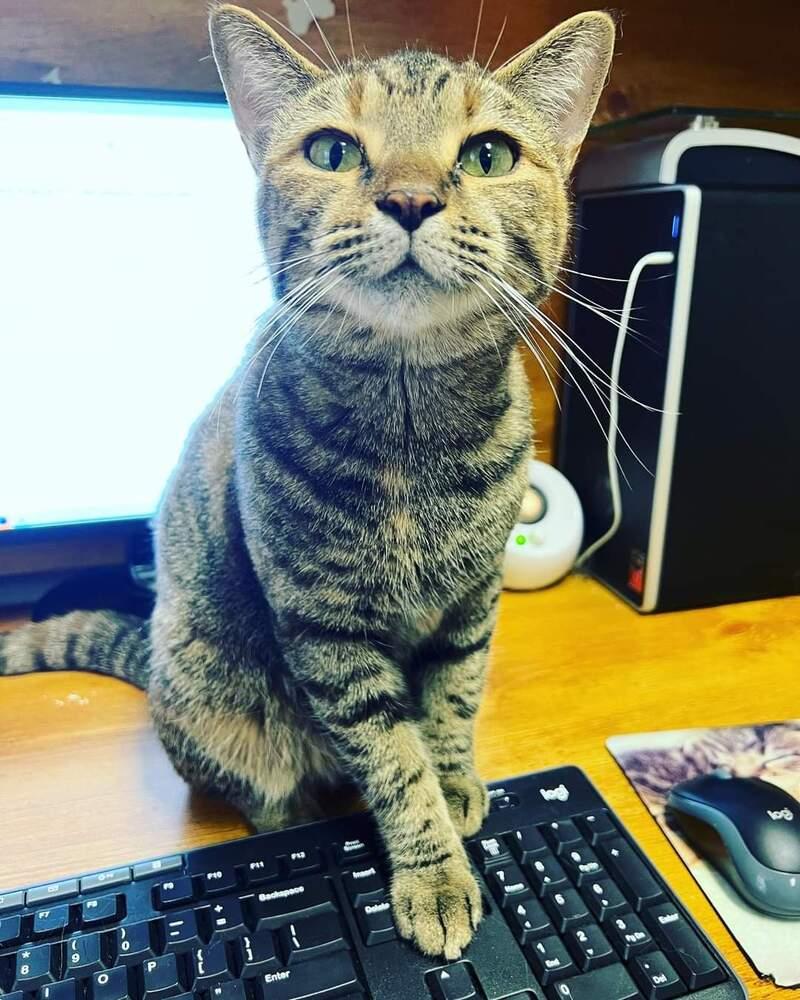 HEMERA-read my bio - unique personality, Adoptable, Young Female Domestic Short Hair.