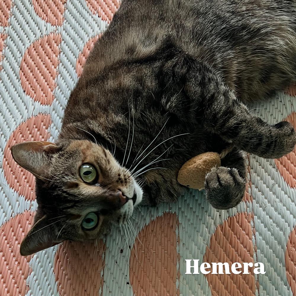 HEMERA-read my bio - unique personality, a Adoptable Domestic Short Hair in Burlington, NC image 3/6