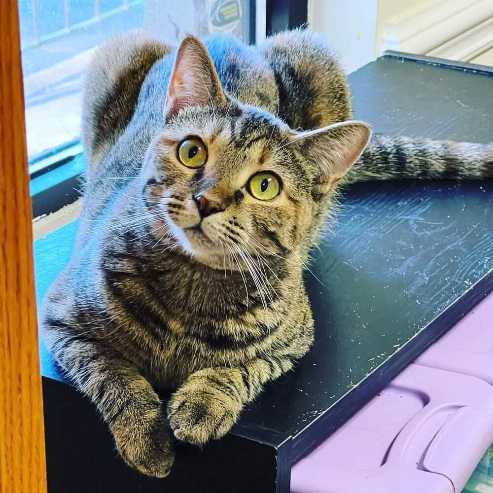 HEMERA-read my bio - unique personality, a Adoptable Domestic Short Hair in Burlington, NC image 2/6