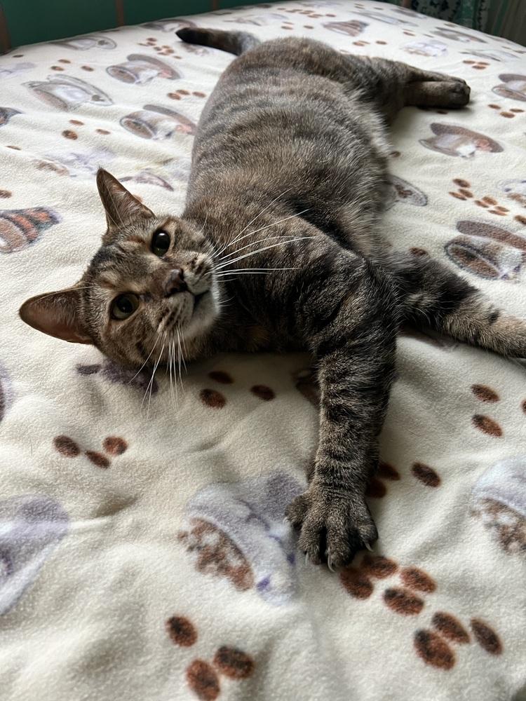 HEMERA-read my bio - unique personality, a Adoptable Domestic Short Hair in Burlington, NC image 3/6