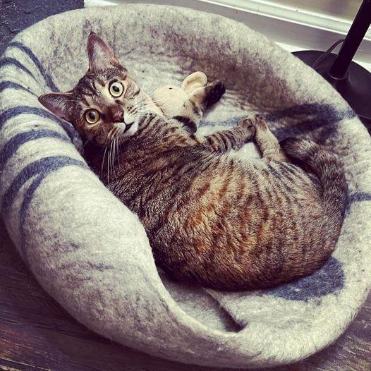 HEMERA-read my bio - unique personality, a Adoptable Domestic Short Hair in Burlington, NC image 4/6