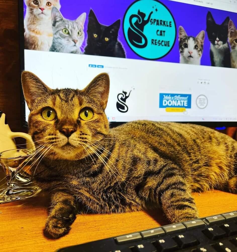 HEMERA-read my bio - unique personality, a Adoptable Domestic Short Hair in Burlington, NC image 5/6