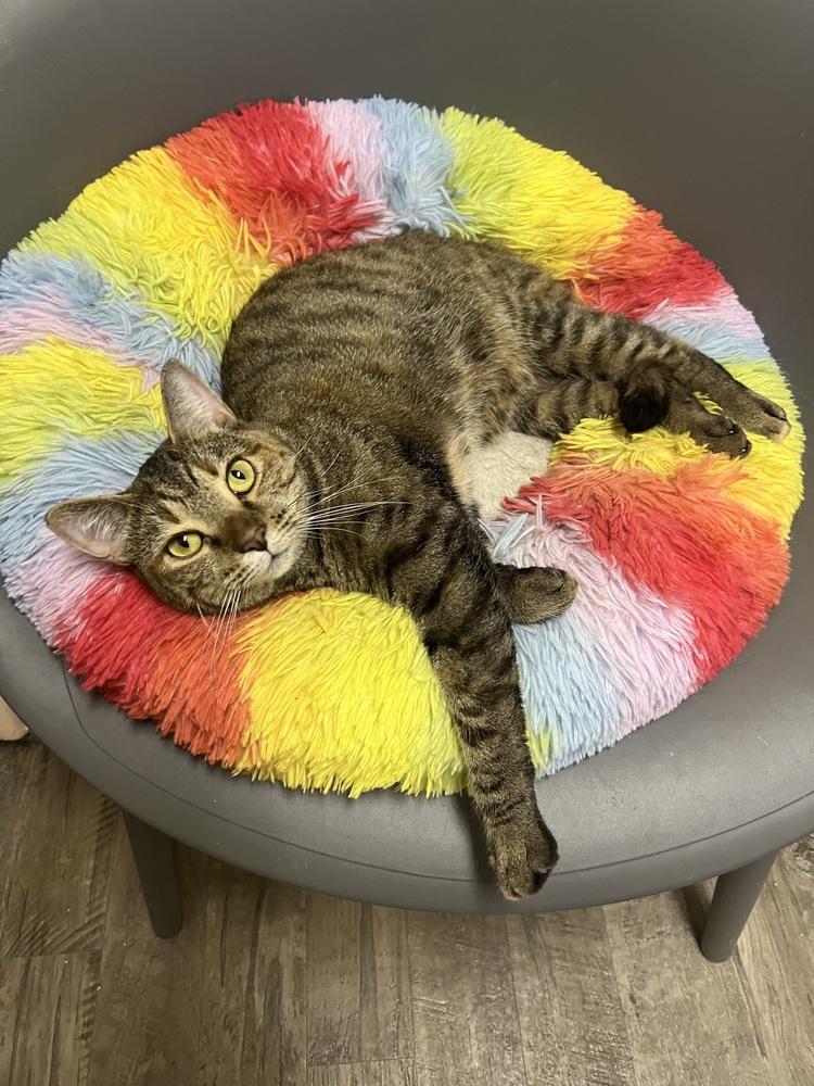 HEMERA-read my bio - unique personality, a Adoptable Domestic Short Hair in Burlington, NC image 6/6