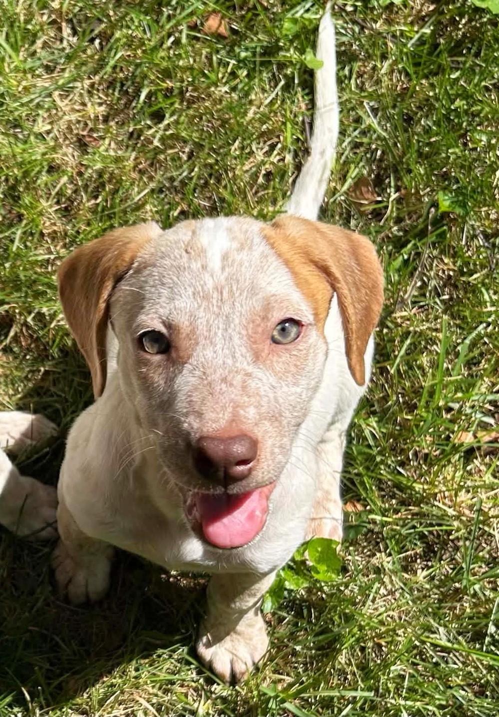 Enlarge Breezy Bubbles, a ADOPTABLE Mixed Breed in Reston, VA image 5/6