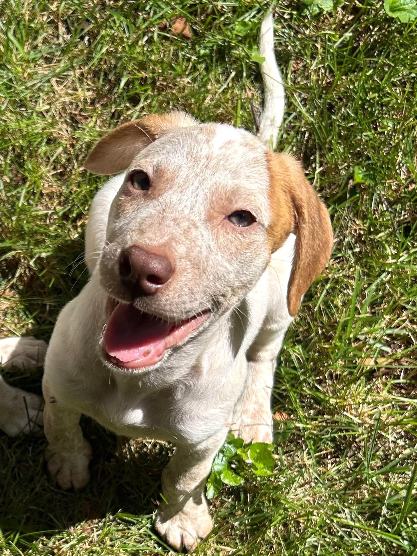 Breezy Bubbles, ADOPTABLE, Puppy Female Mixed Breed.