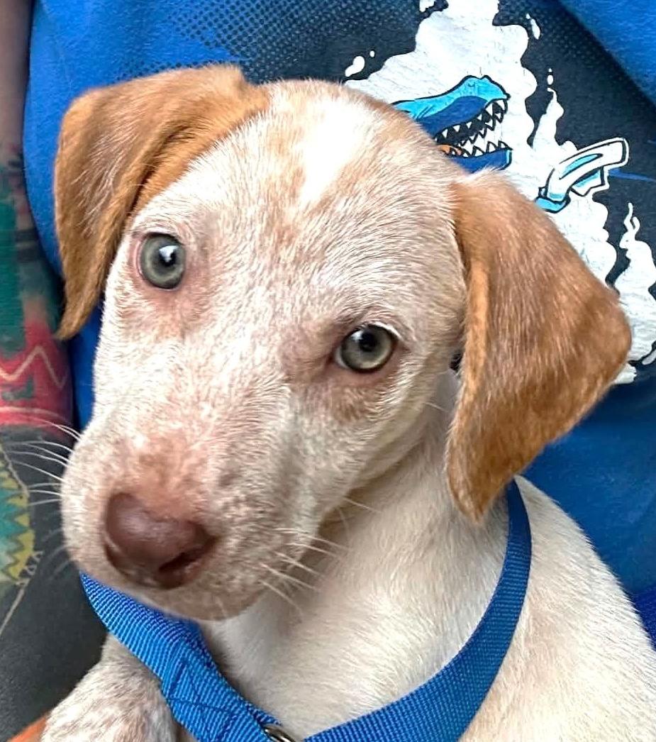 Enlarge Breezy Bubbles, a ADOPTABLE Mixed Breed in Reston, VA image 2/6