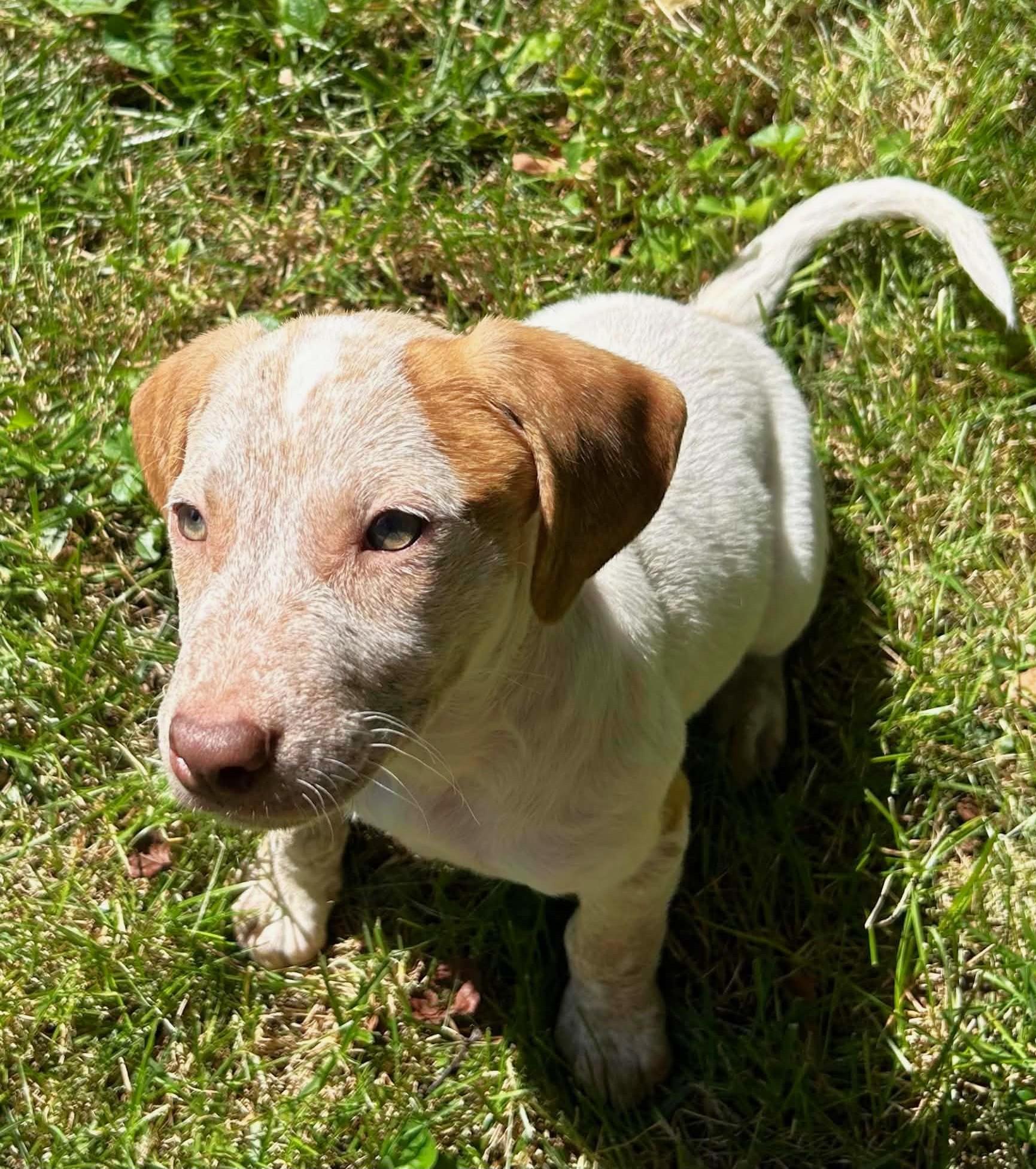 Enlarge Breezy Bubbles, a ADOPTABLE Mixed Breed in Reston, VA image 6/6