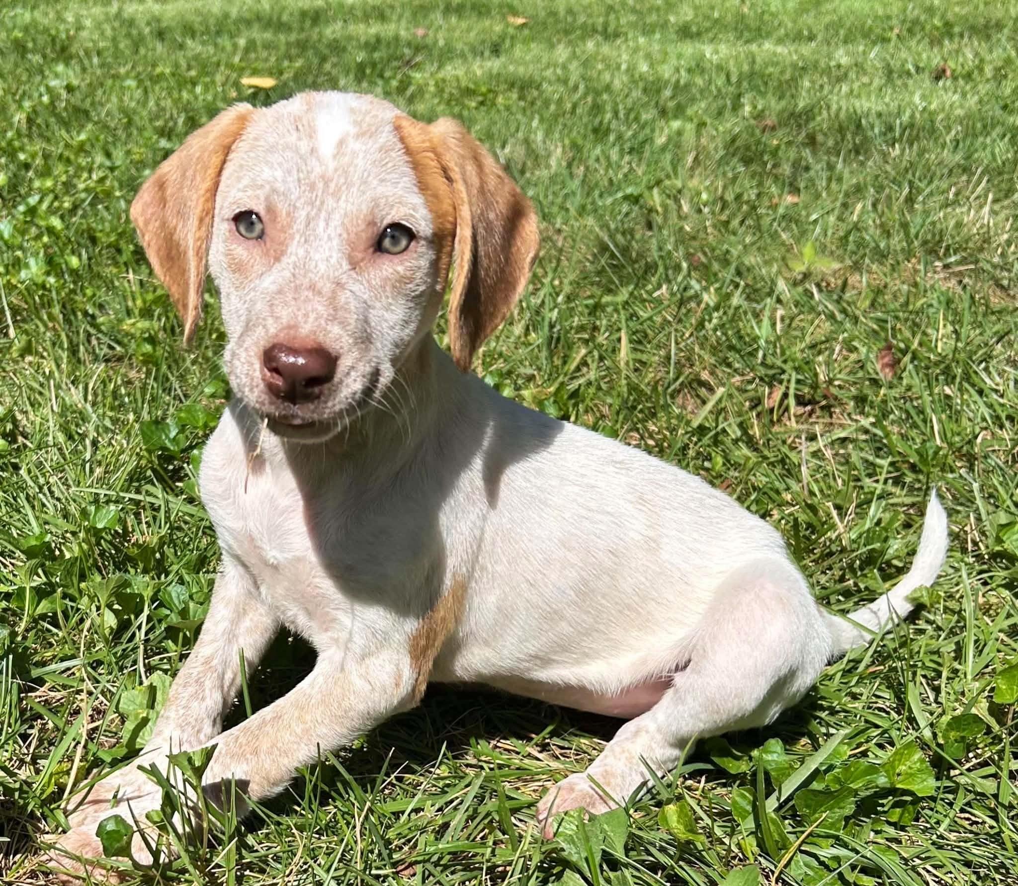 Enlarge Breezy Bubbles, a ADOPTABLE Mixed Breed in Reston, VA image 3/6