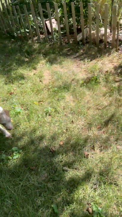 Enlarge Breezy Bubbles, a ADOPTABLE Mixed Breed in Reston, VA video 4/6