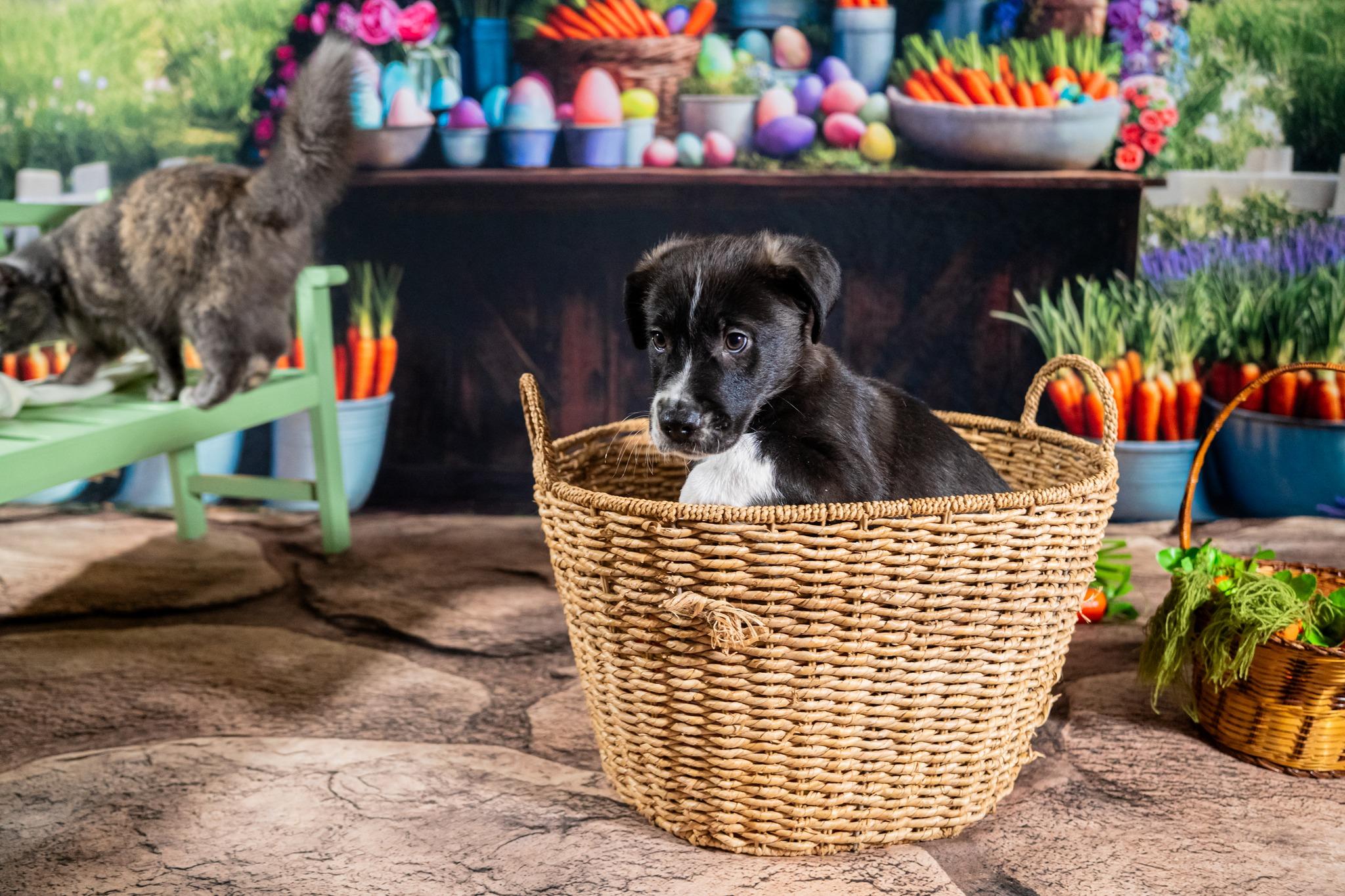 Zander, a ADOPTABLE mixed breed in Dellslow, WV image 2/2