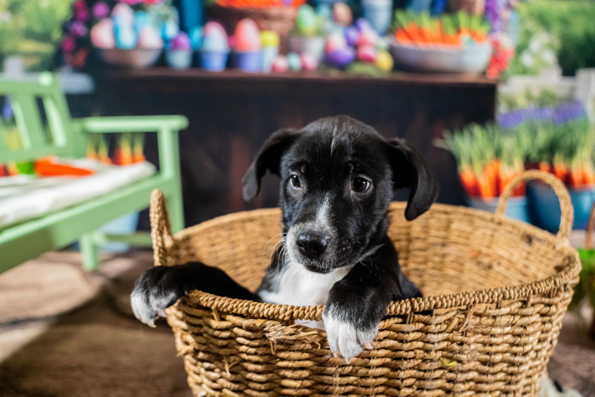 Zander, a ADOPTABLE mixed breed in Dellslow, WV image 1/2