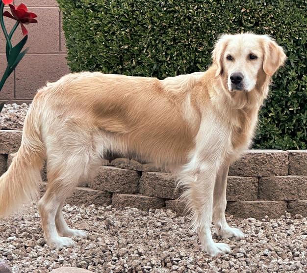 Hope/Lily, a Adopted Golden Retriever in Glendale, AZ image 1/3