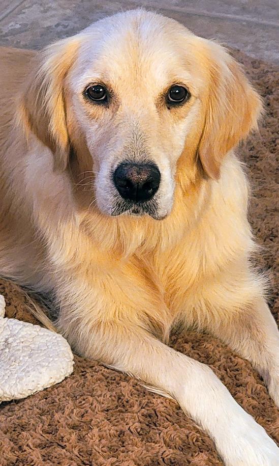Hope/Lily, a Adopted Golden Retriever in Glendale, AZ image 2/3