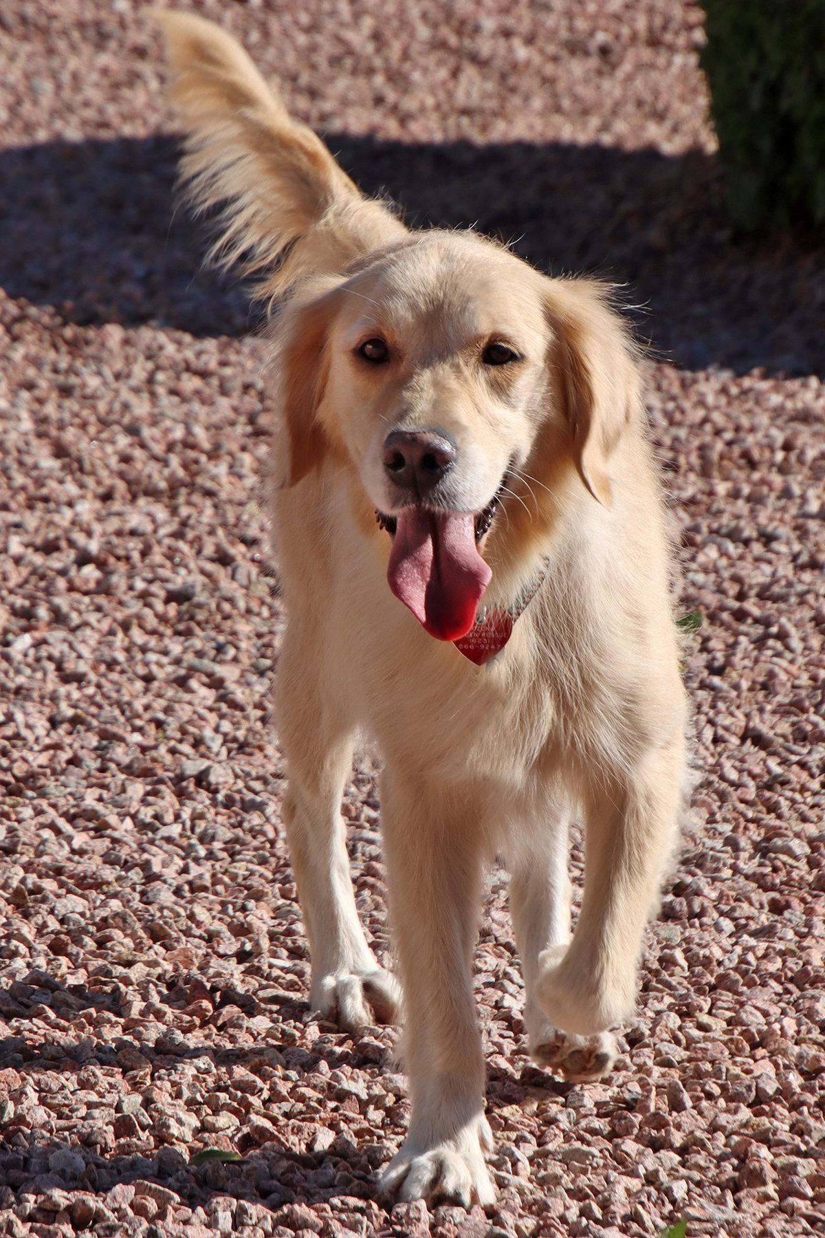 Hope/Lily, a Adopted Golden Retriever in Glendale, AZ image 3/3
