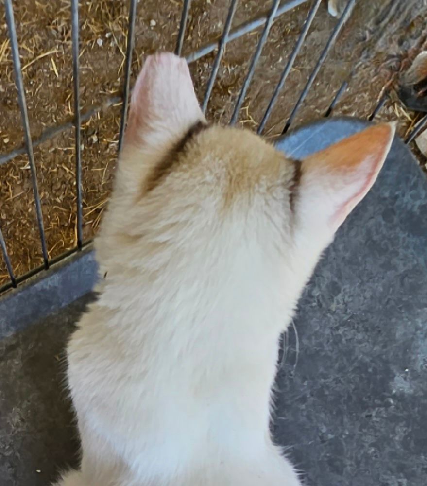 Mikko, Adopted, Kitten Male Snowshoe.