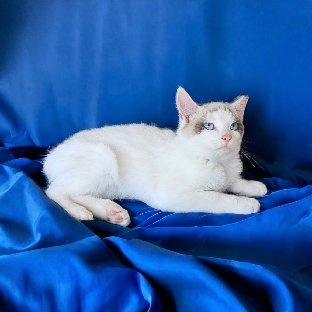 Enlarge Mikko, a Adopted mixed breed in Lone Oak, TX image 2/2