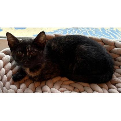 Audrey Colleen - adopt with Fitz, Adoptable, Kitten Female Domestic Short Hair & Domestic Short Hair.