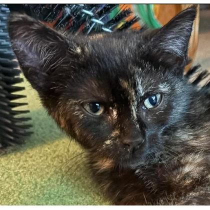 Audrey Colleen - adopt with Fitz, a Adoptable mixed breed in Hudson, MA image 2/2