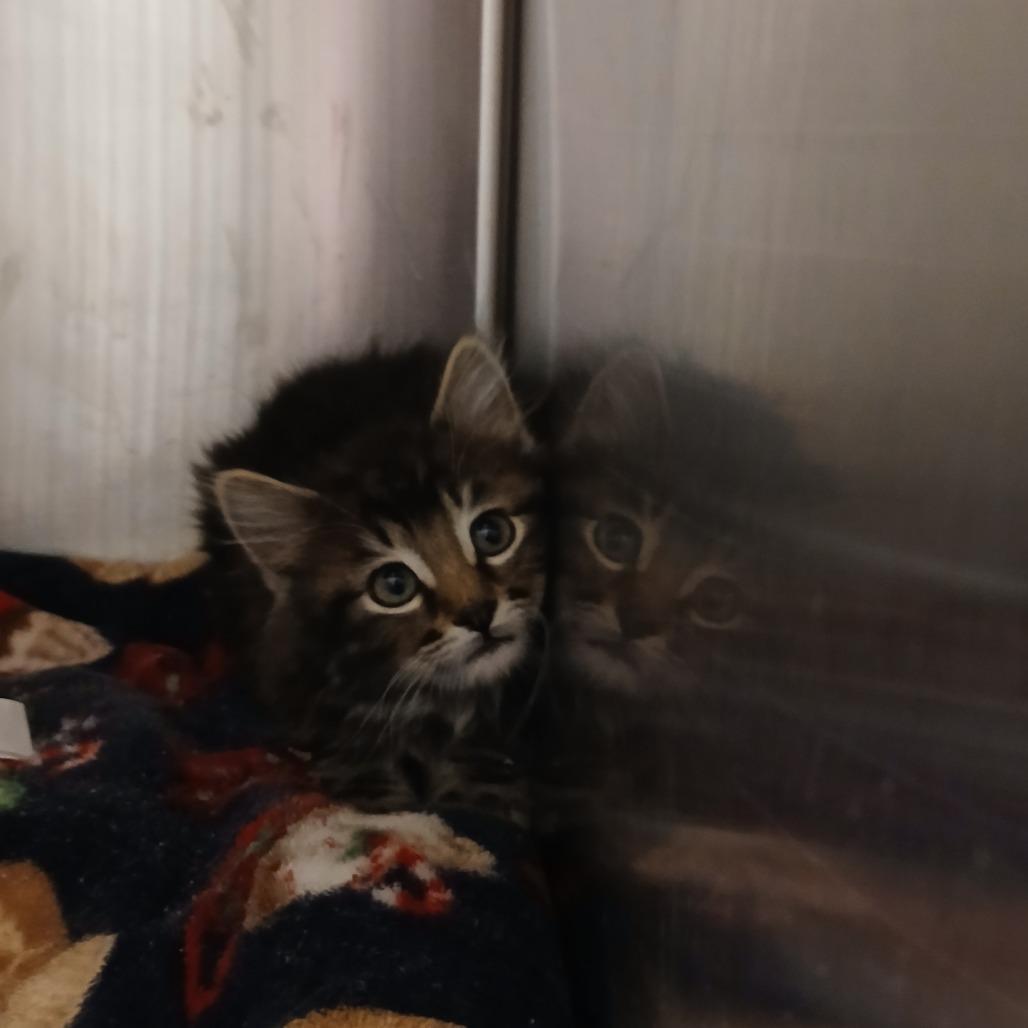 Thistle, Adoptable, Kitten Male Domestic Long Hair.