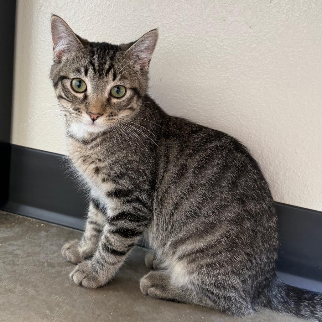 Enlarge Thistle, a Adoptable Domestic Long Hair in Cody, WY image 1/2
