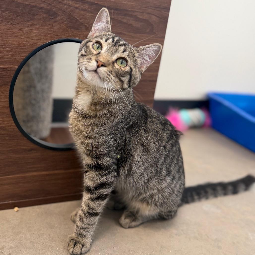 Enlarge Thistle, a Adoptable Domestic Long Hair in Cody, WY image 2/4