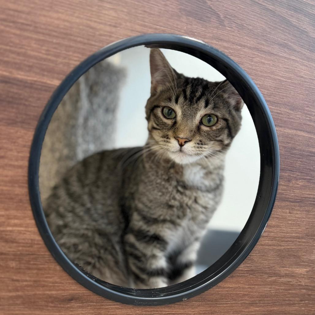 Enlarge Thistle, a Adoptable Domestic Long Hair in Cody, WY image 3/4