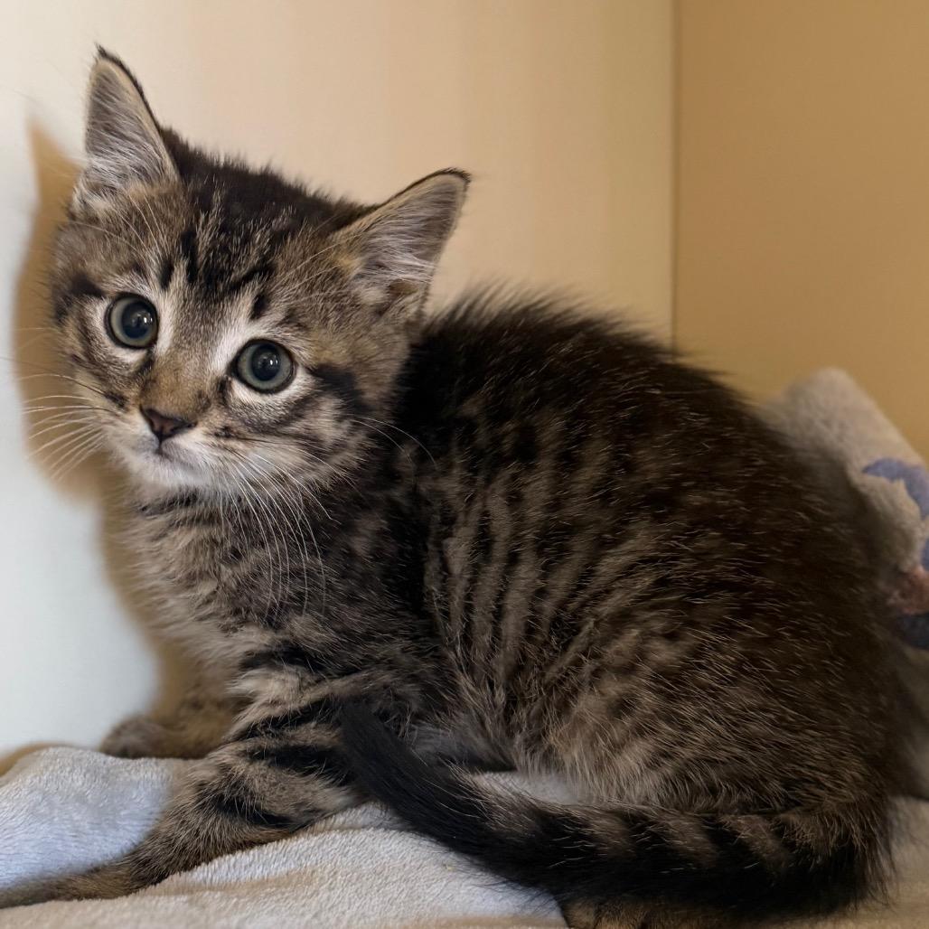 Enlarge Thistle, a Adoptable Domestic Long Hair in Cody, WY image 2/2