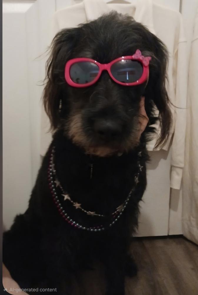 Kole, Adoptable, Adult Male Labradoodle.