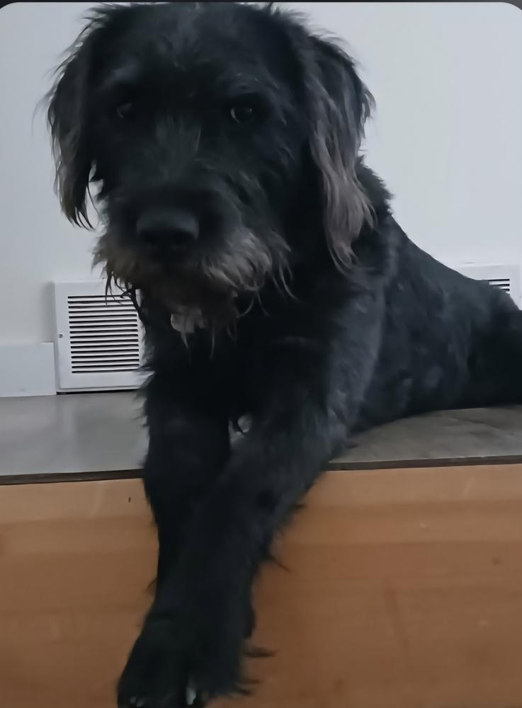 Kole, a Adoptable Labradoodle in Herriman, UT image 2/4