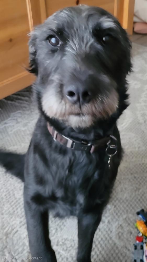 Kole, a Adoptable Labradoodle in Herriman, UT image 3/4