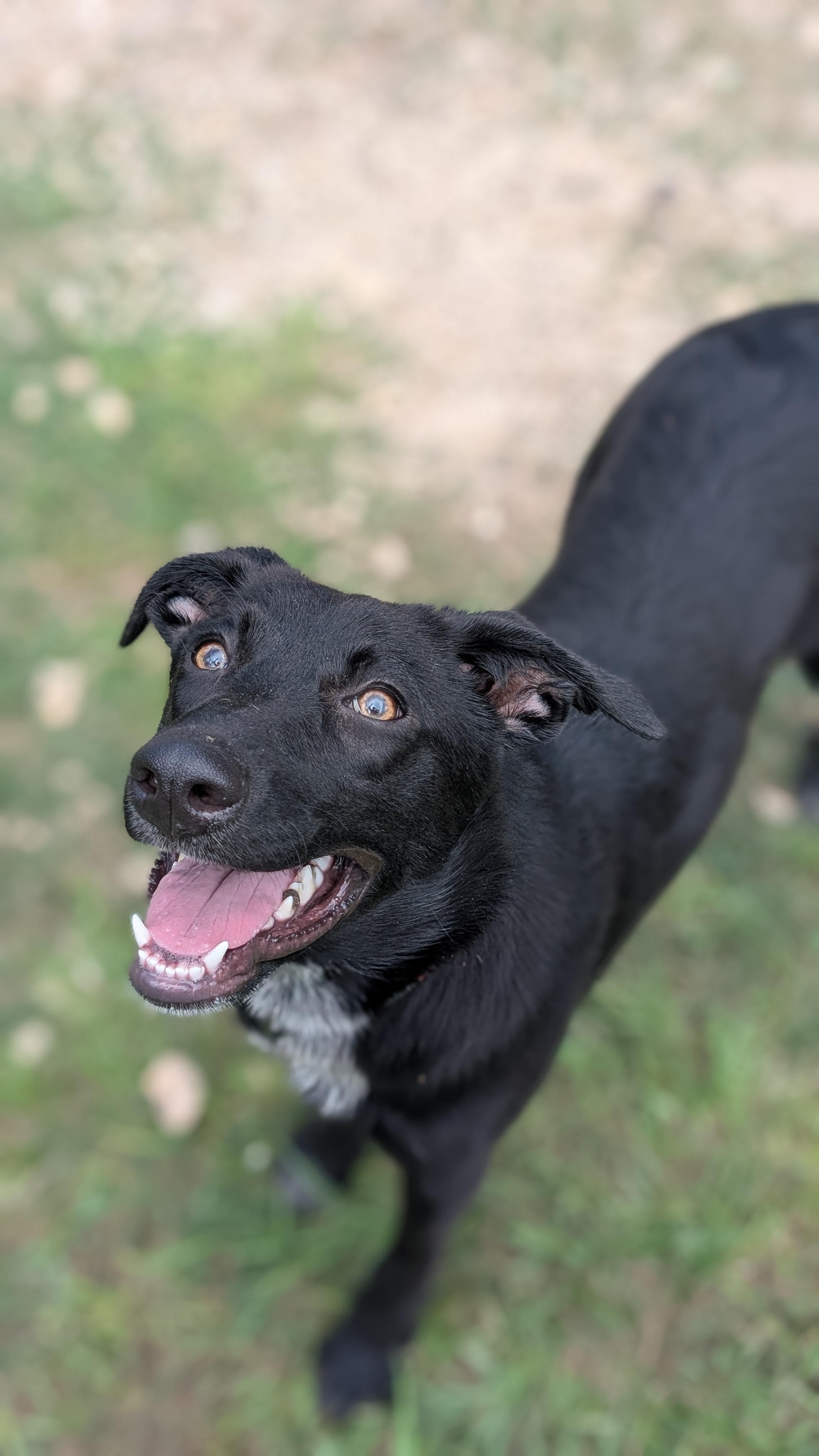 Licorice, Adoptable, Young Female Black Labrador Retriever.