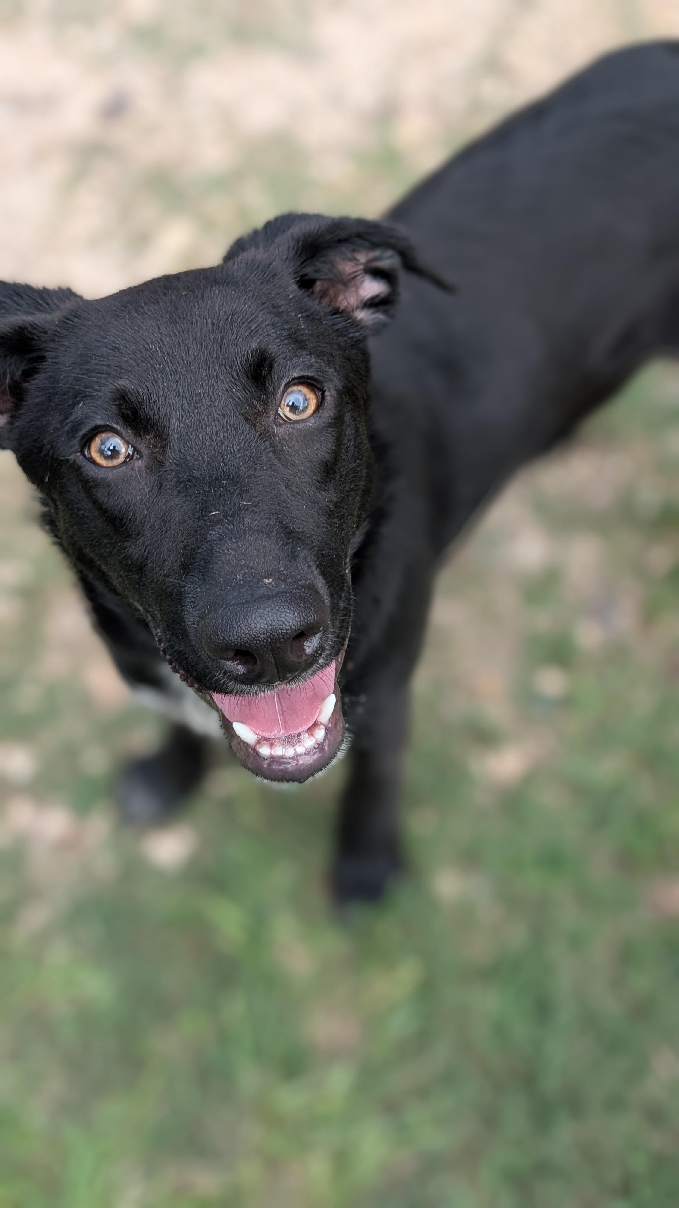 Enlarge Licorice, a Adoptable mixed breed in Coldspring, TX image 2/4
