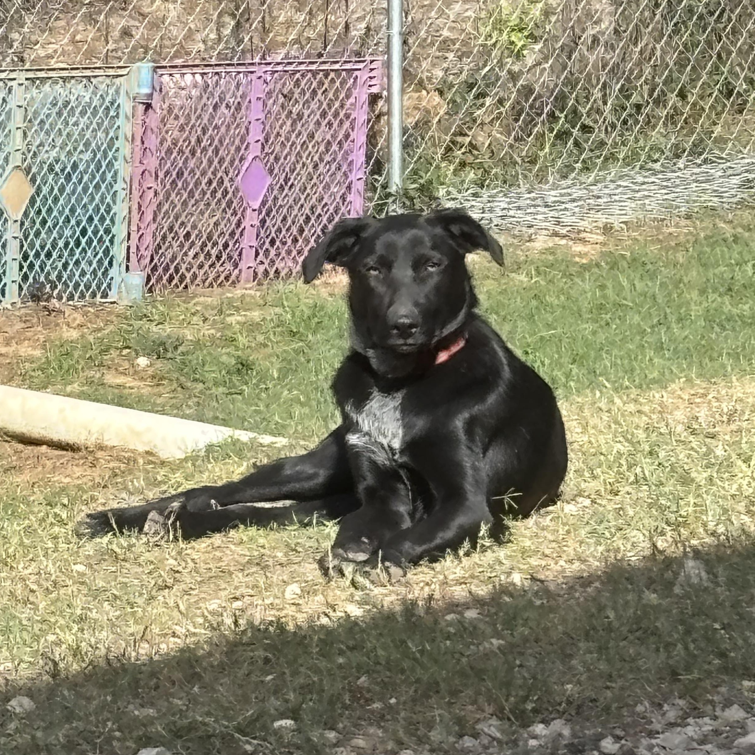 Licorice, Adoptable, Young Female Black Labrador Retriever.