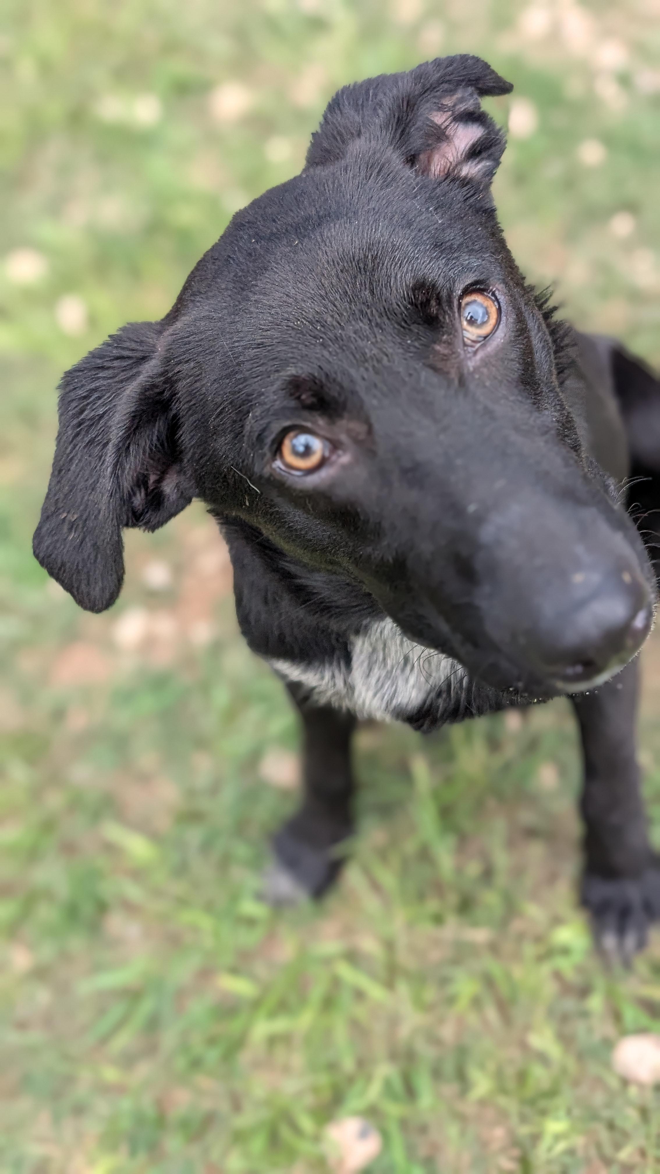 Enlarge Licorice, a Adoptable mixed breed in Coldspring, TX image 3/4