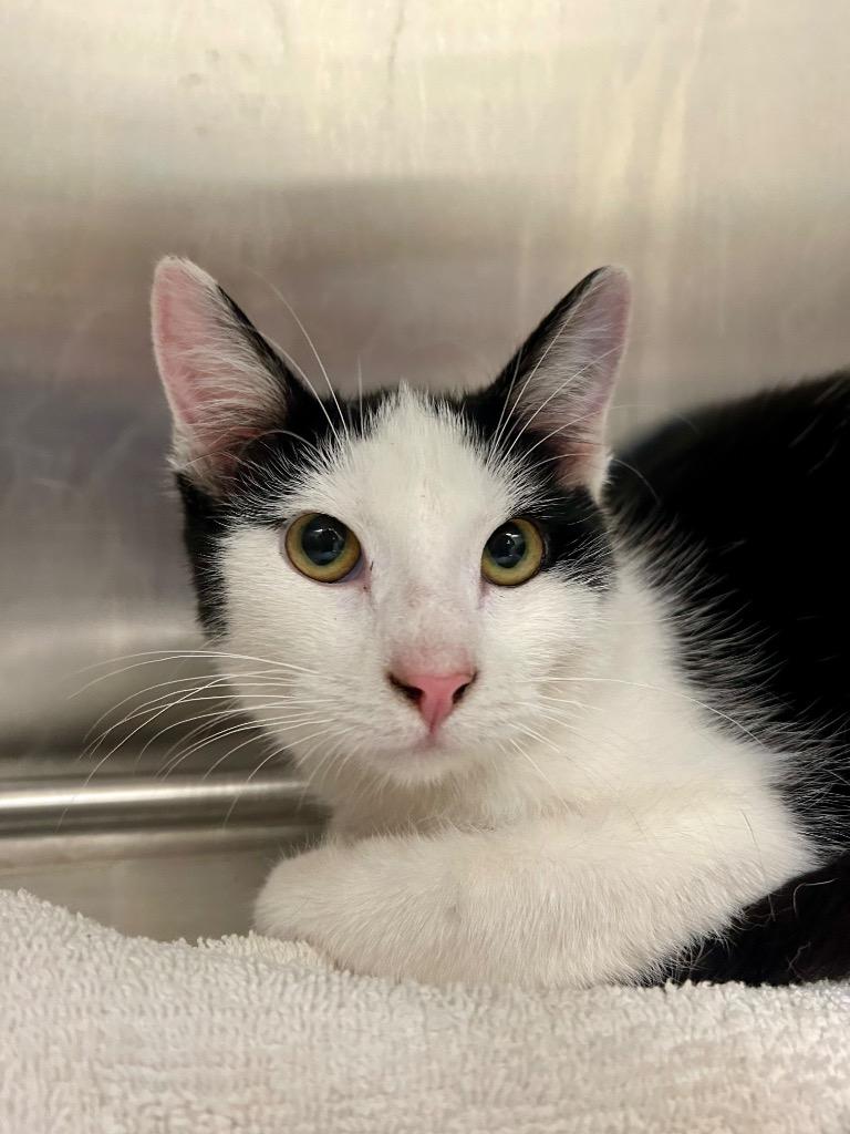 Usher, a ADOPTABLE Domestic Short Hair in Frankfort, KY image 3/5