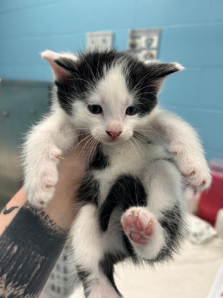 Usher, a ADOPTABLE Domestic Short Hair in Frankfort, KY image 4/5