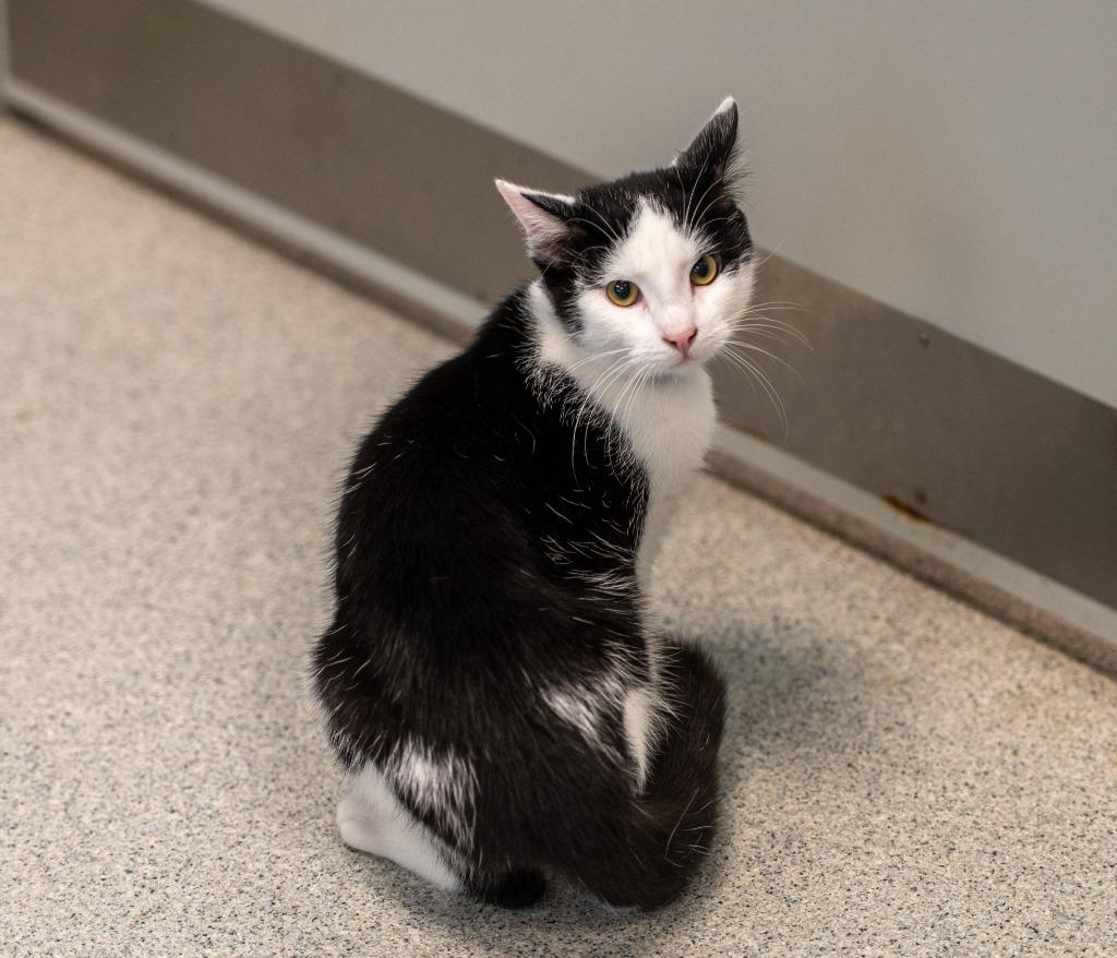 Usher, a ADOPTABLE Domestic Short Hair in Frankfort, KY image 5/5